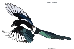 urraca-en-vuelo