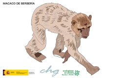 MACACO-DE-BERBERIA-001-FICHA_72