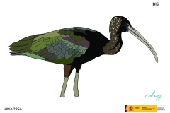 ibis_72