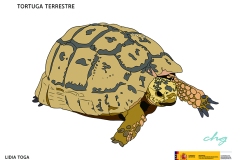 tortuga-terrestre_72