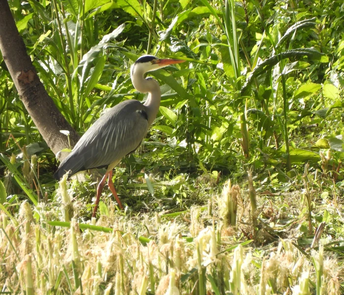 Biodiversidad del río Manzanares