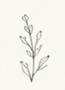 Carrizo del río Manzanares, ilustración botánica decorativa