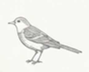 Ilustración de pájaro decorativa
