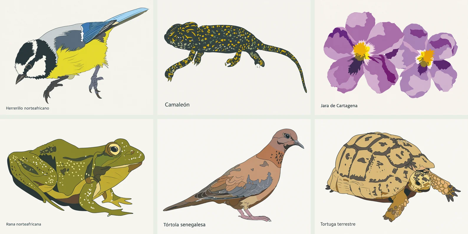 Archivo gráfico de biodiversidad del Río de Oro con aves, reptiles, anfibios y flora de Melilla