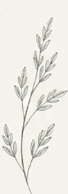 Dibujo decorativo de hojas